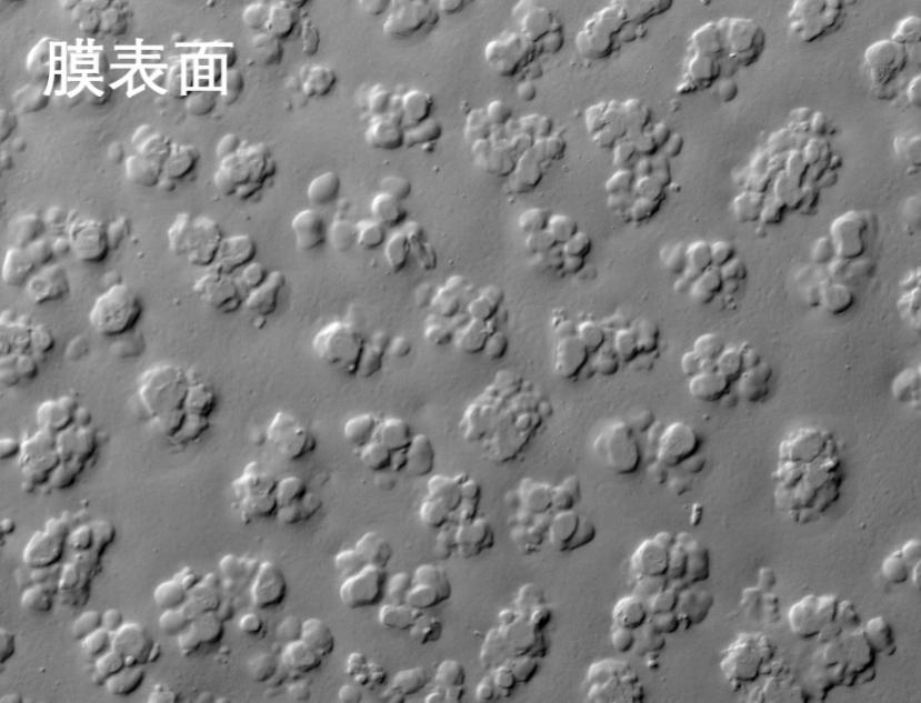 樱桃视频免费下载版燒結管式膜電鏡照片